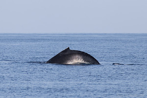 Jeune baleine à bosse